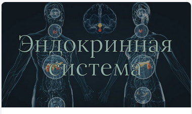 [AnatomyEducation] Модуль 10. Эндокринная система [Эдгар Кафаров]
