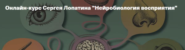 [Архэ] Нейробиология восприятия. Осязание. Лекция 2 [Сергей Лопатин]