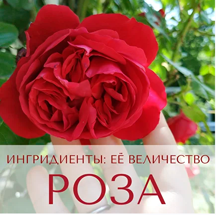 Ингридиенты: её величество Роза! [Анна Зворыкина]