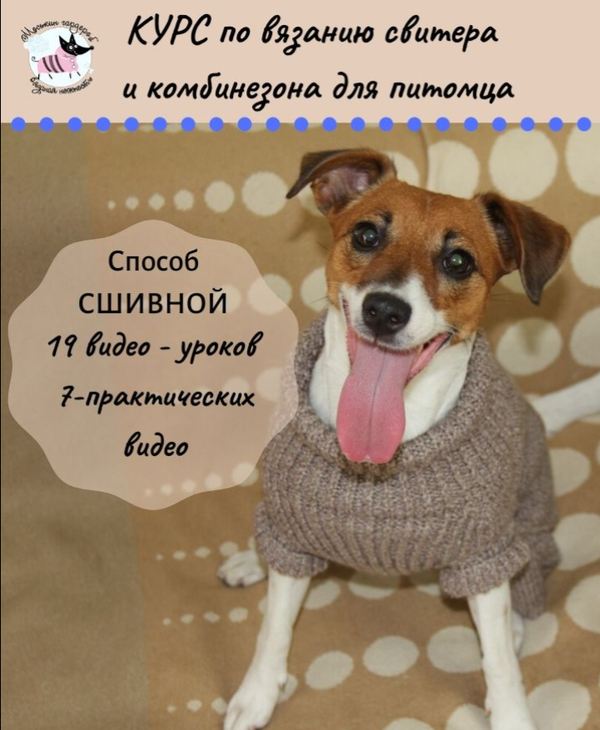 Вязание свитера и комбинезона для питомца [Моськин гардероб]