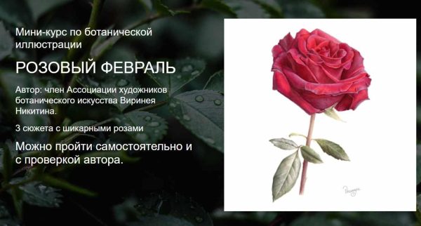 [Watermedia] Розовый февраль. Без проверки [Виринея Никитина]