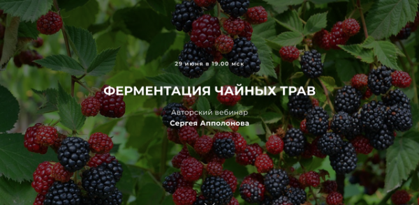 Ферментация чайных трав [Сергей Апполонов]