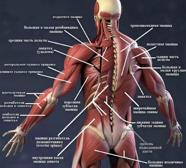 Функциональная анатомия мышц [Андрей Мочало]
