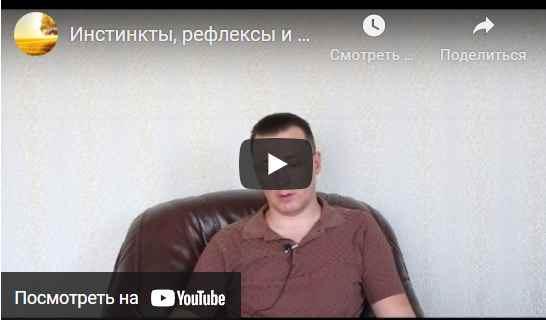 Инстинкты, рефлексы и программы лимбической системы и продолговатого мозга [Денис Бурхаев]