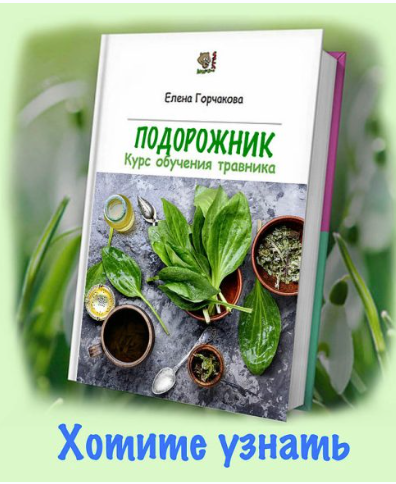 [Медвежий угол]  Подорожник  [Елена Горчакова]