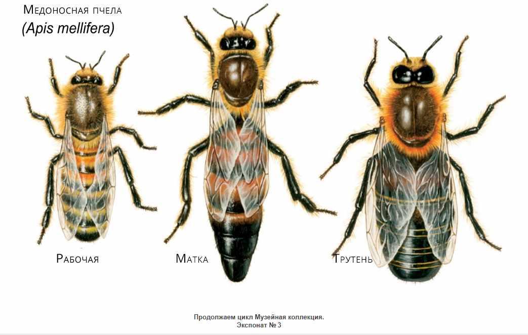 Музейная Коллекция. Медоносная пчела. Apis mellifera. Экспонат № 4 [Анастасия Голенева]