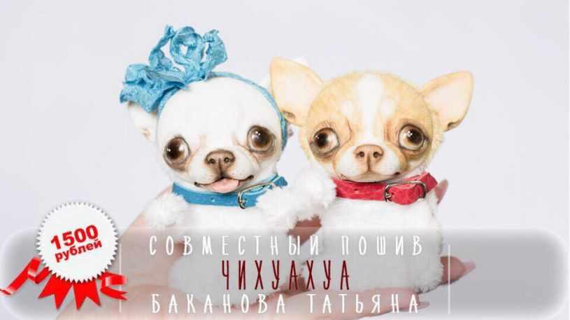 Пошив Чихуа-хуа [Татьяна Баканова]