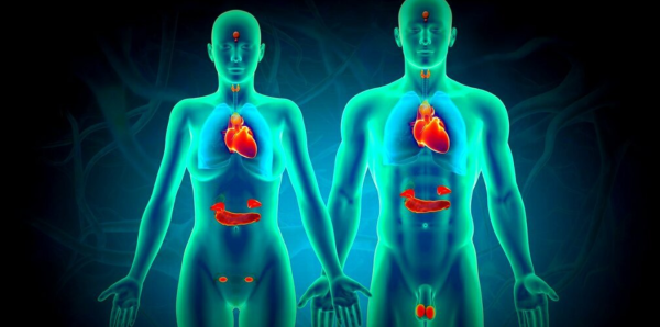[Sigh Energy] Эндокринная система | Endocrine System Powerful Plus +11x [Extra Strong]