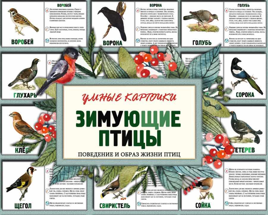 Зимующие птицы. Часть 1 [Елена Солдатова]